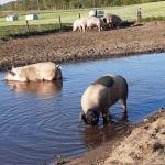 Scharrelvarken droge worst