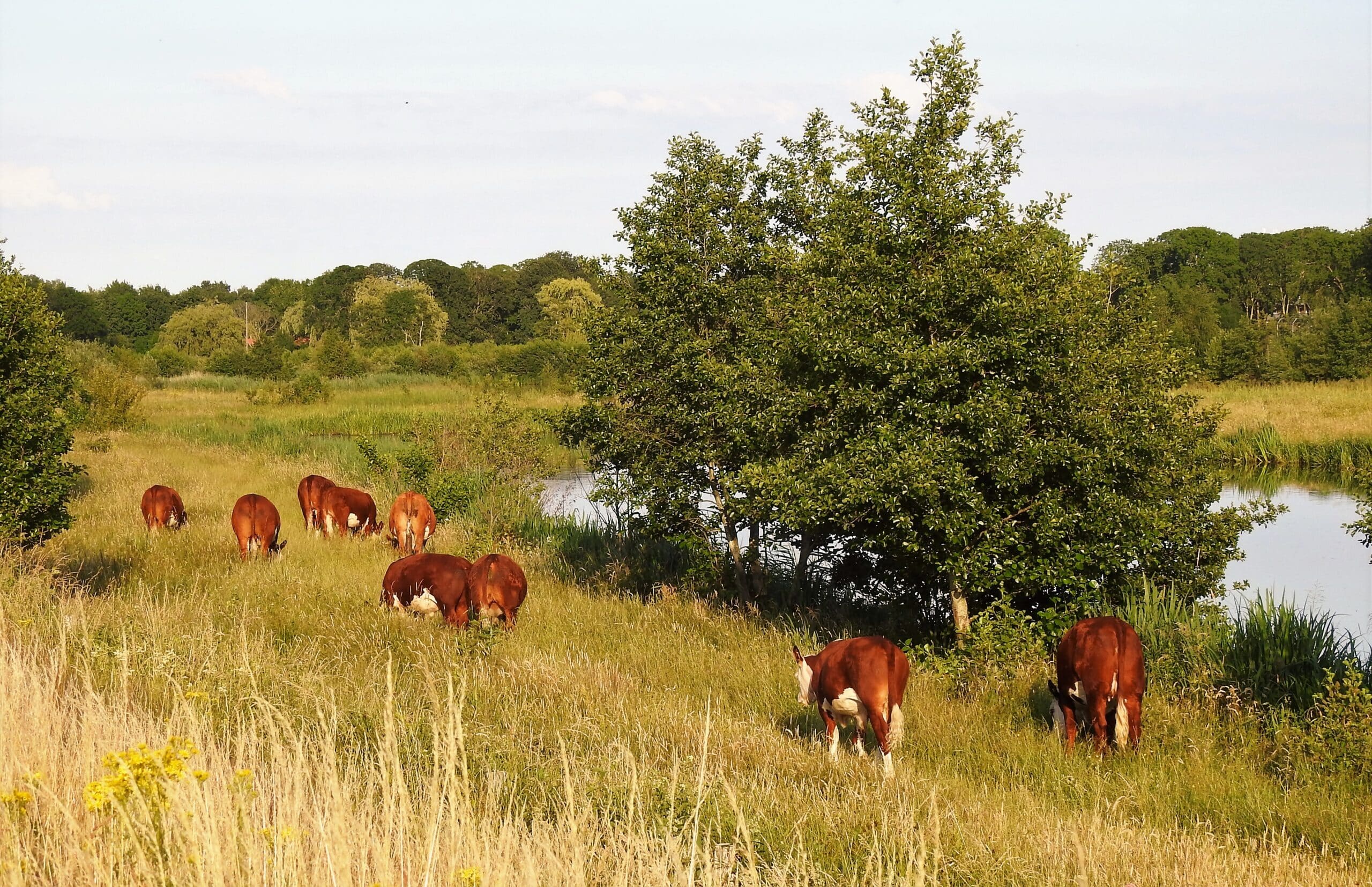 Hereford runderen in de natuur