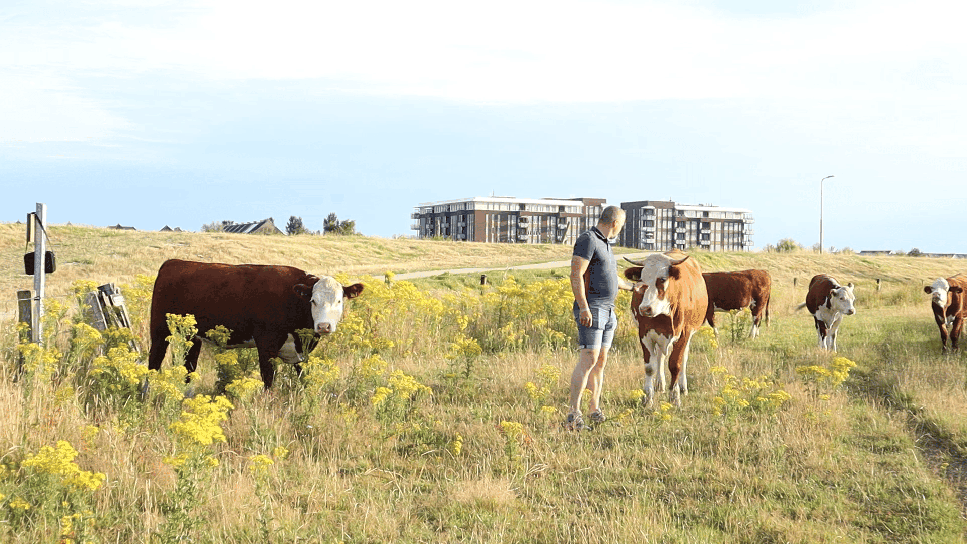 Eigenaar Vlees van ons met hereford runderen