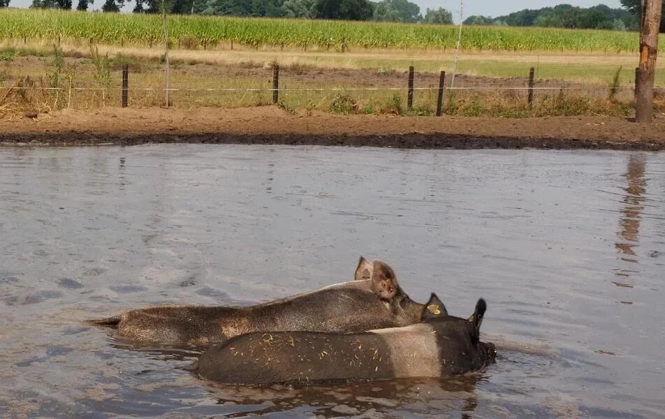 Varkens in de modder