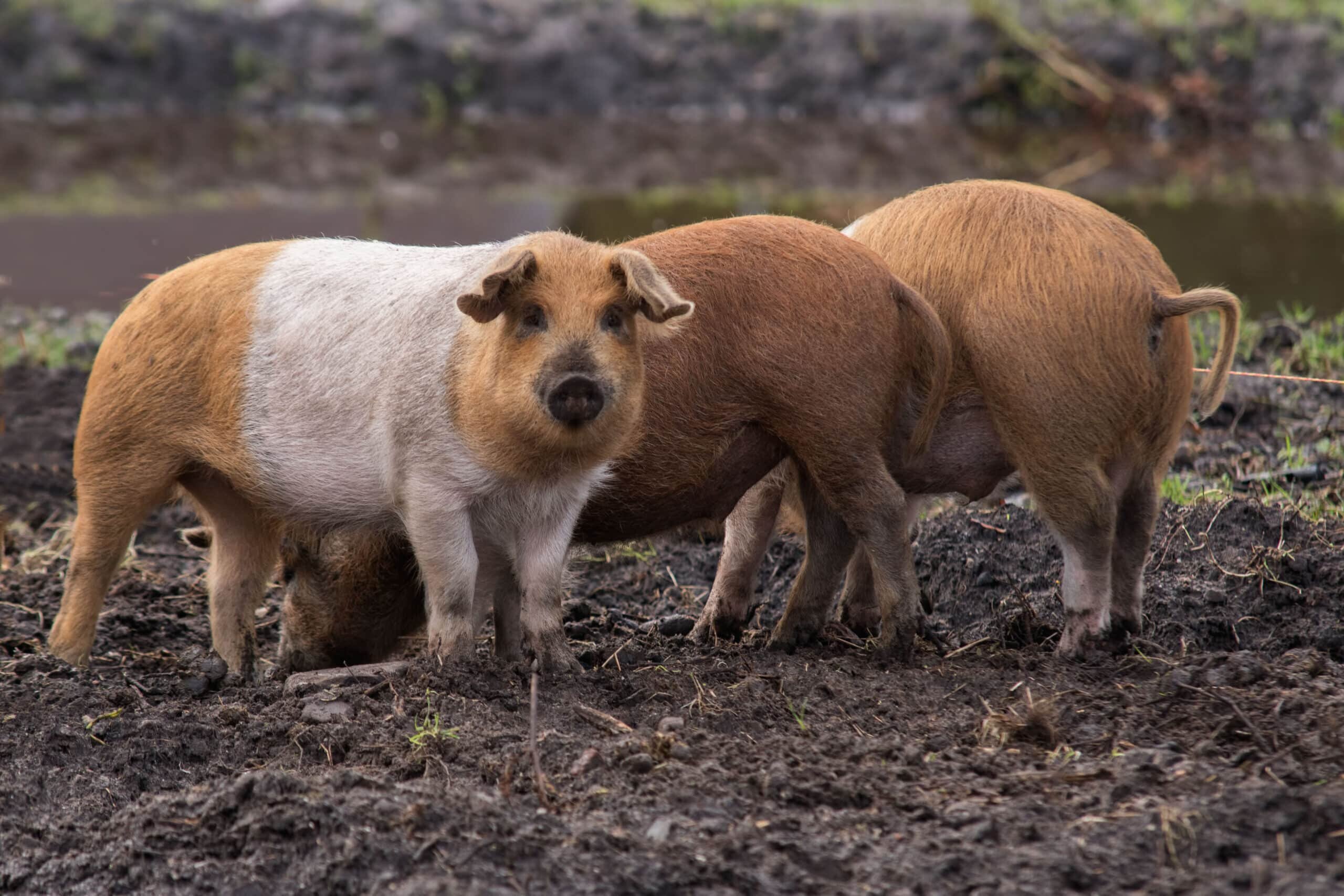 Akkervarken Vlees van ons