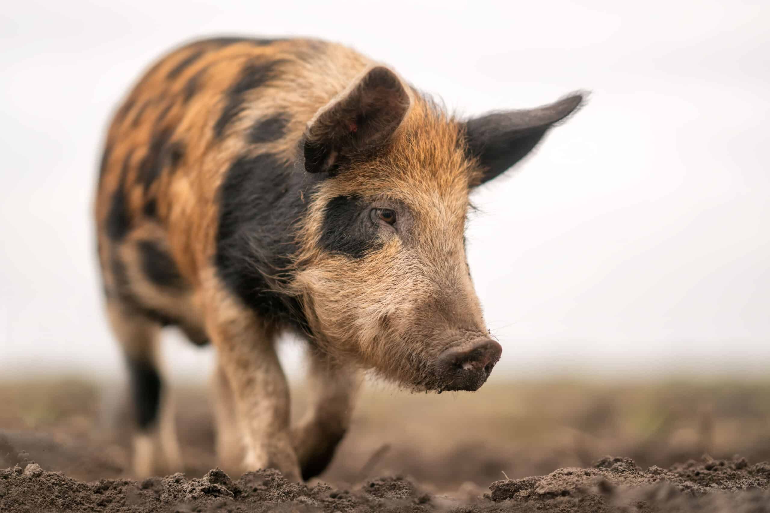 De levensloop van onze akkervarkens
