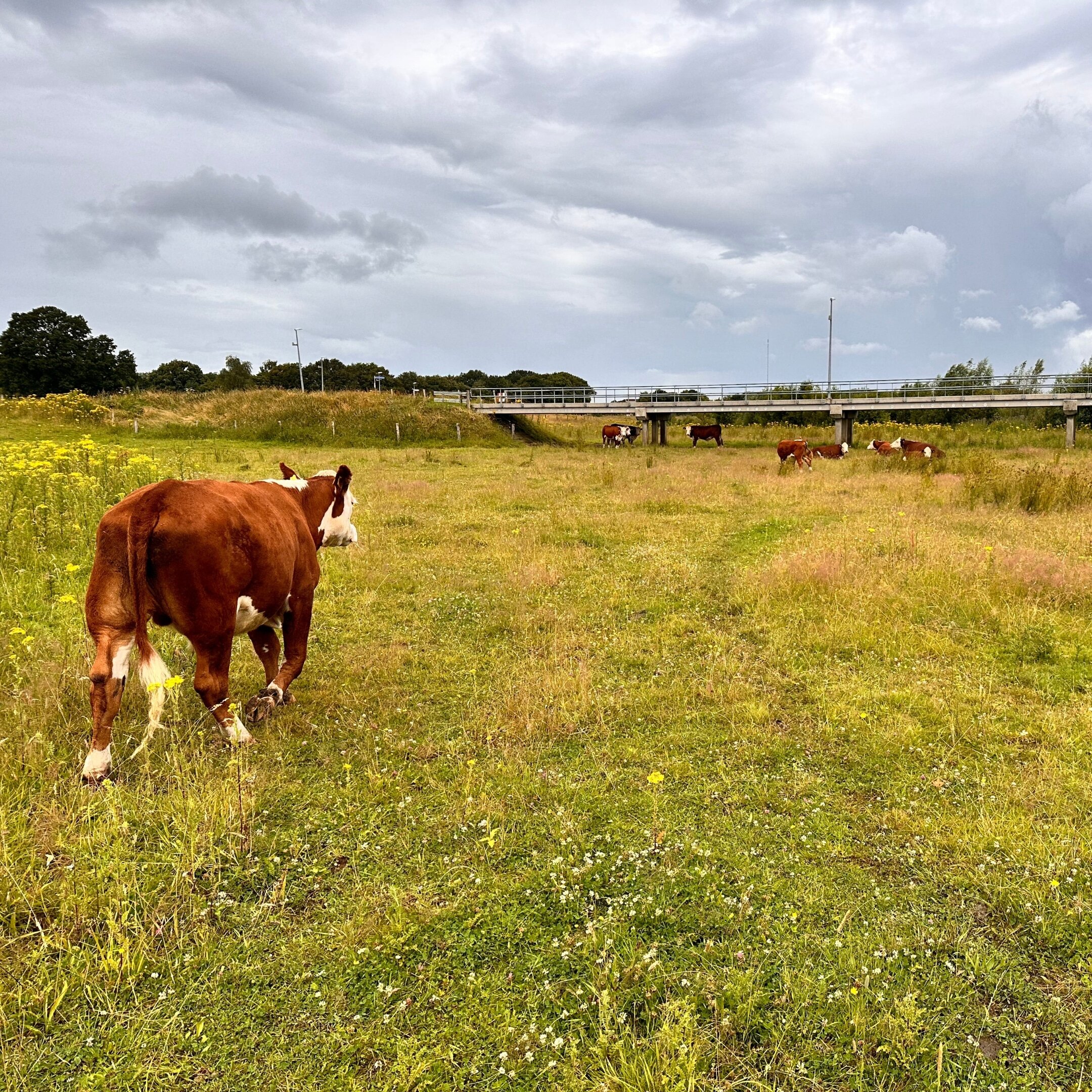 De kruidenrijke leefomgeving van onse grasgevoerde runderen.
