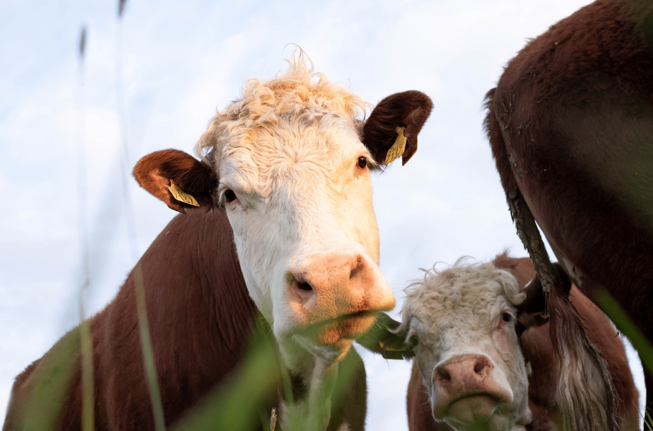Verschillen tussen Schotse Hooglander vlees en Hereford Vlees