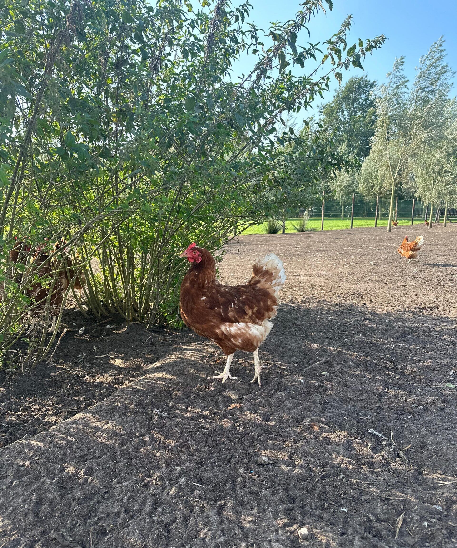 Boerdereitje
