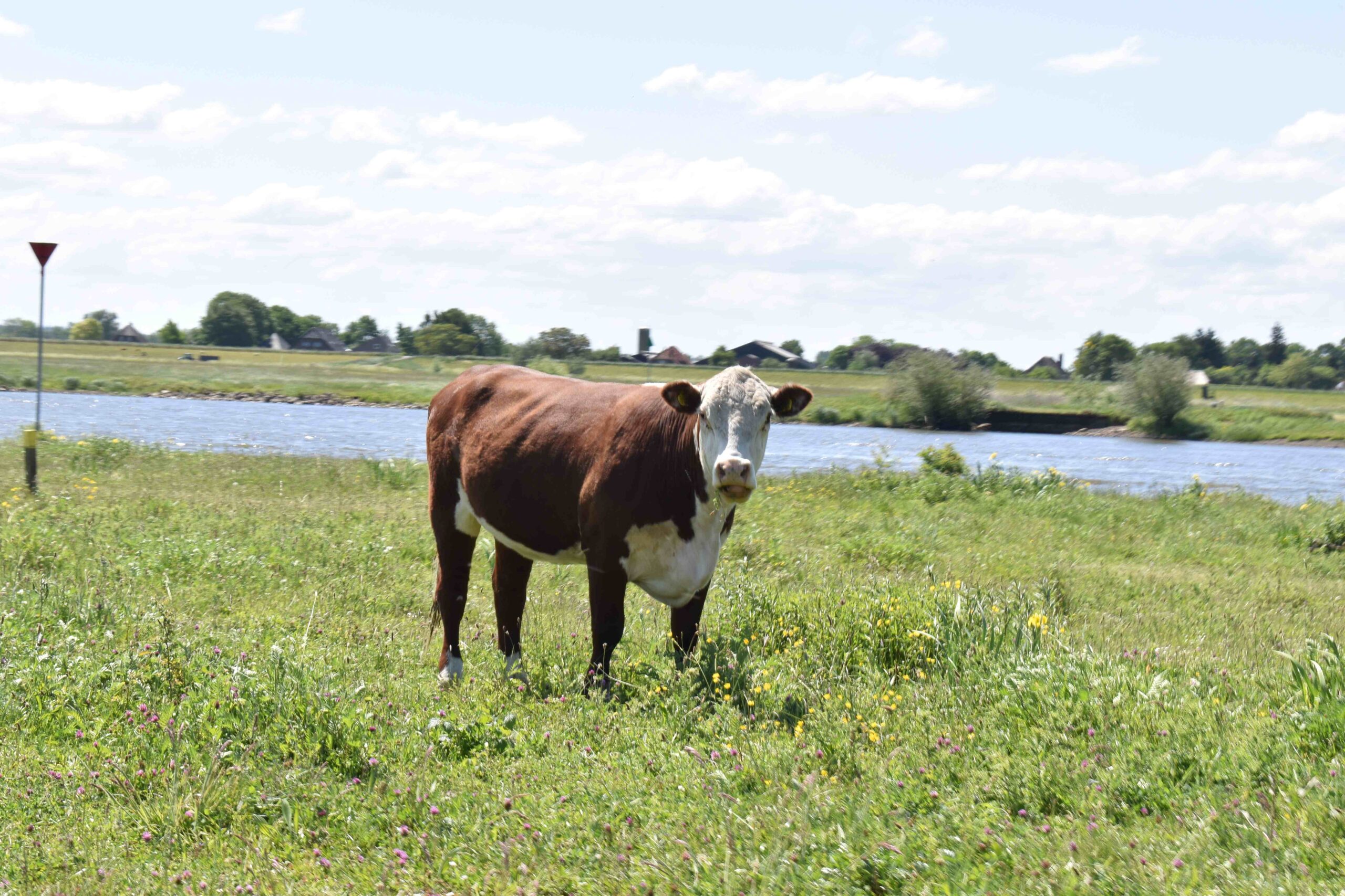 Het zijn bondgenoten van biodiversiteit géén bedreiging. En als we de natuur haar gang laten gaan, laten koeien zien hoe regeneratie werkt — stap voor stap, drol voor drol, dan zie je steeds meer leven in de grond komen. En wij? Wij krijgen nu ook weer onze kans. Na maanden van binnen leven, wat opbouwen in het donker en misschien wat voorjaarsvermoeidheid, mogen we ons voeden. Echt voeden.