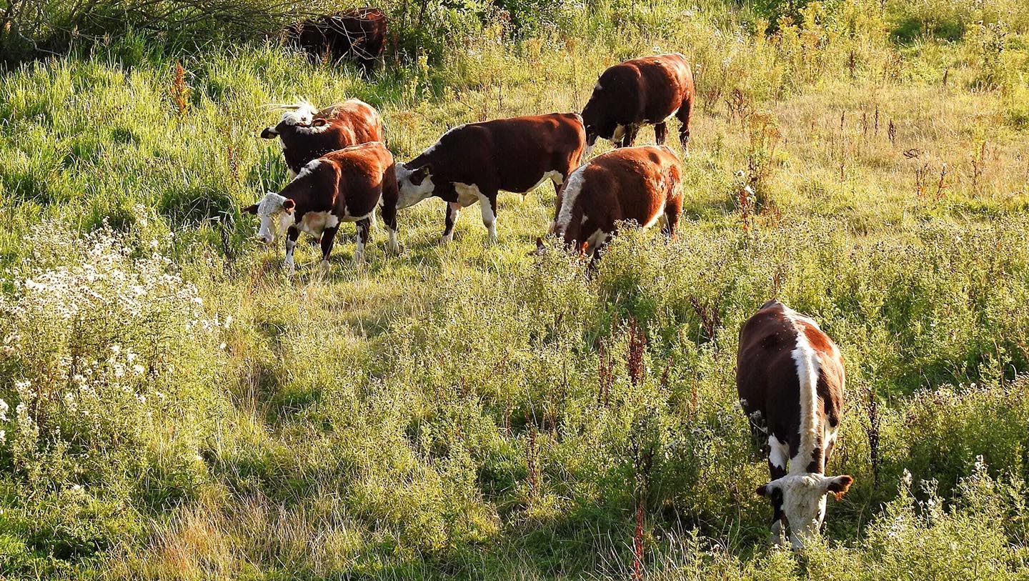 Een rund is van nature een grazer, onze runderen eten gras, kruiden en planten.