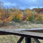 bosgebied van het zwijn