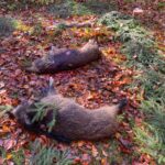2 geschoten wilde zwijnen.