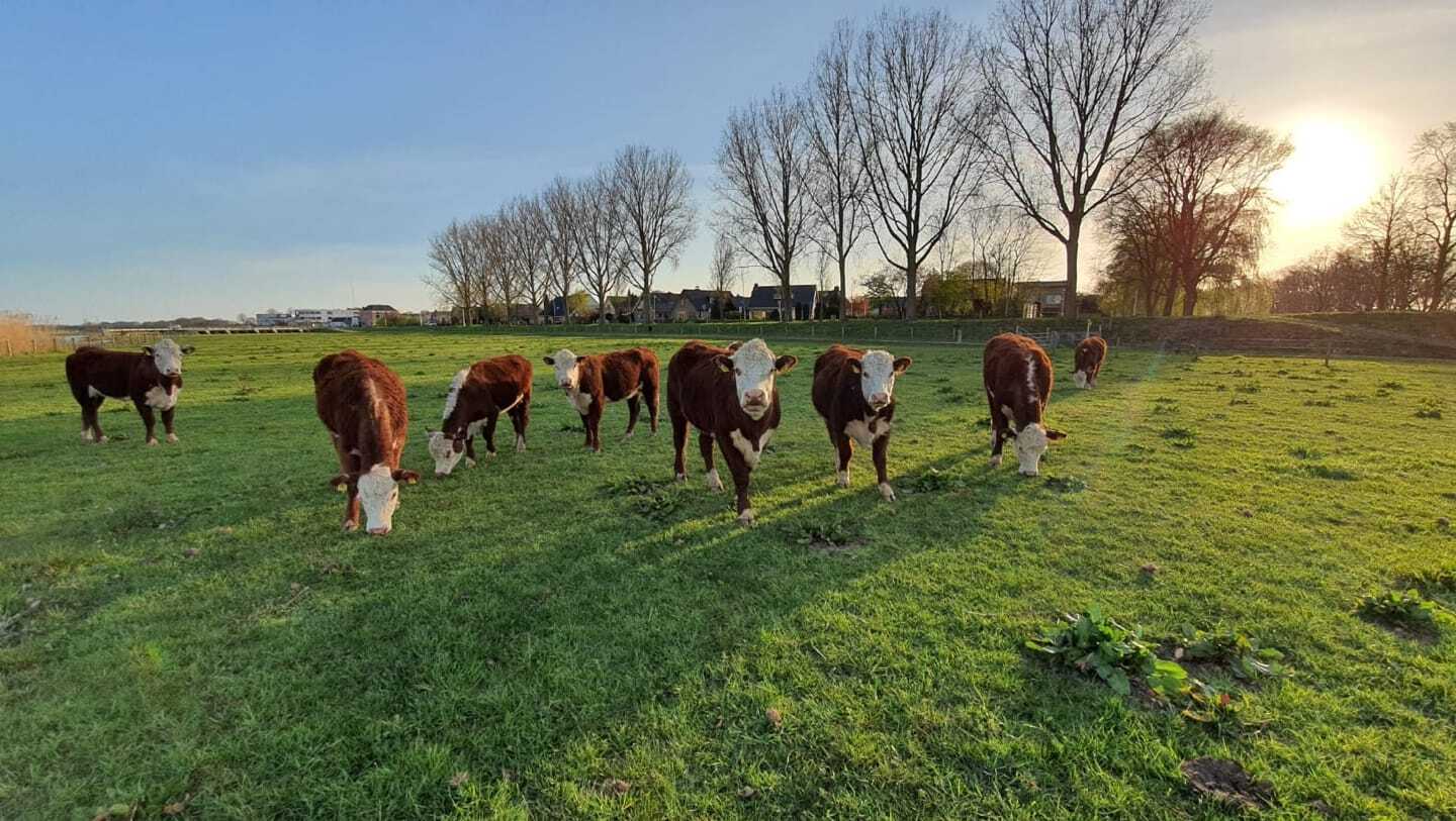 Vlees van Ons_Grasgevoerd vlees