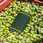 Fles Olio Verde extra vierge olijfolie uit Sicilië